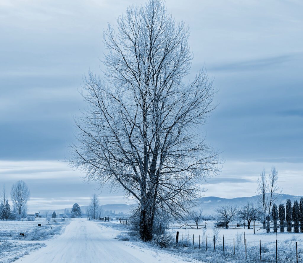 Winter tree and country in Montana