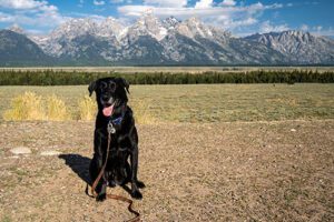 Guide to Wyoming Dog Bites