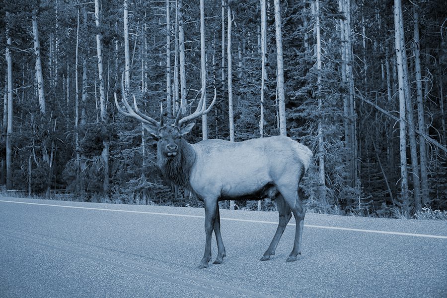Large Elk Crossing the road in Wyoming