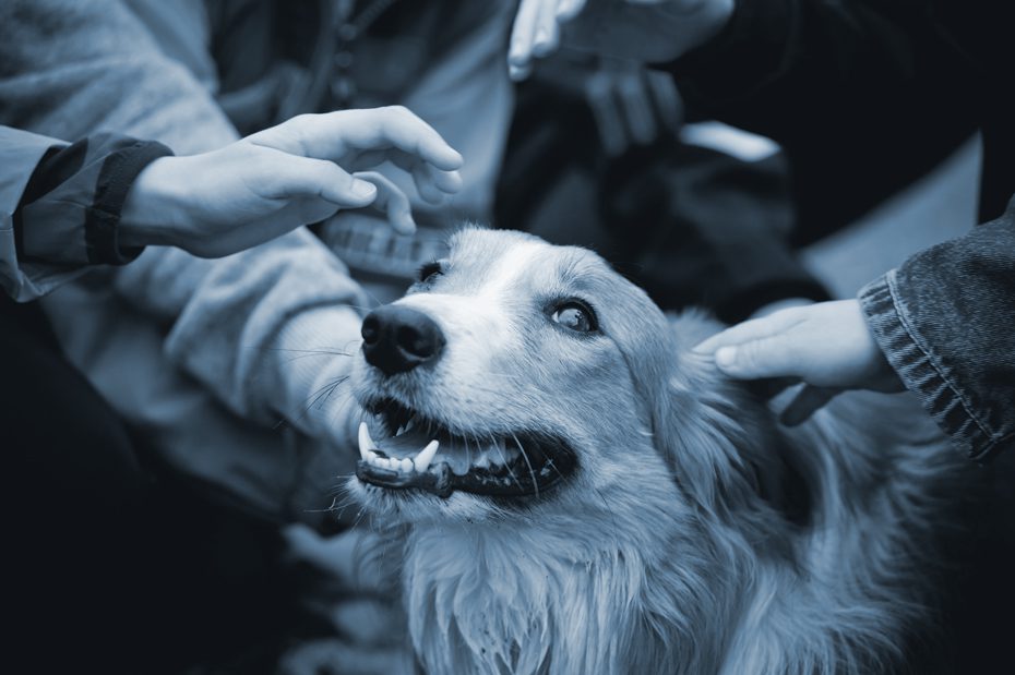 Several people pet a dog scared dog