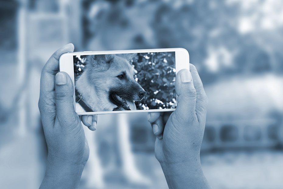 Man takes a picture of a dog with his smartphone