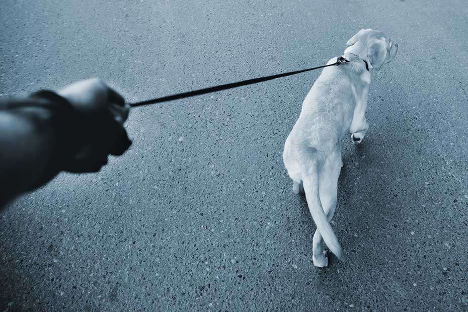 Person walks dog on a leash.