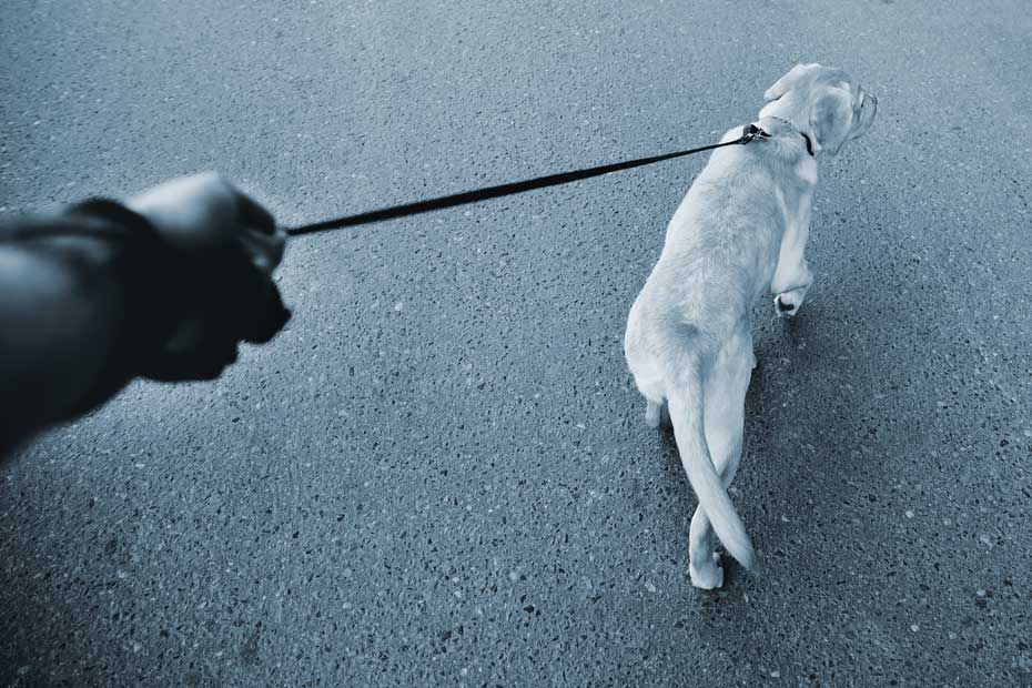 Owner walks dog on a leash