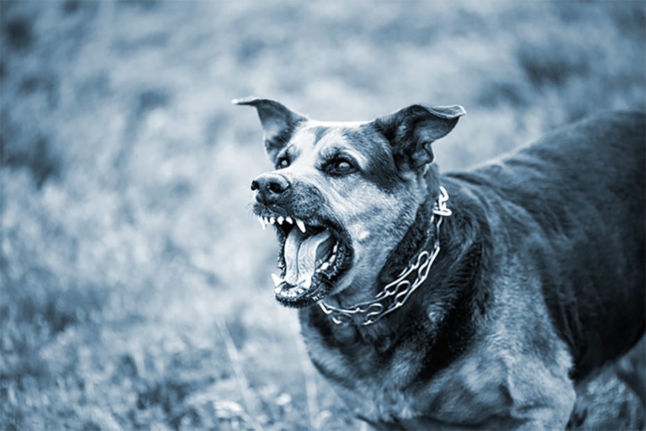 Dog shows teeth aggressively