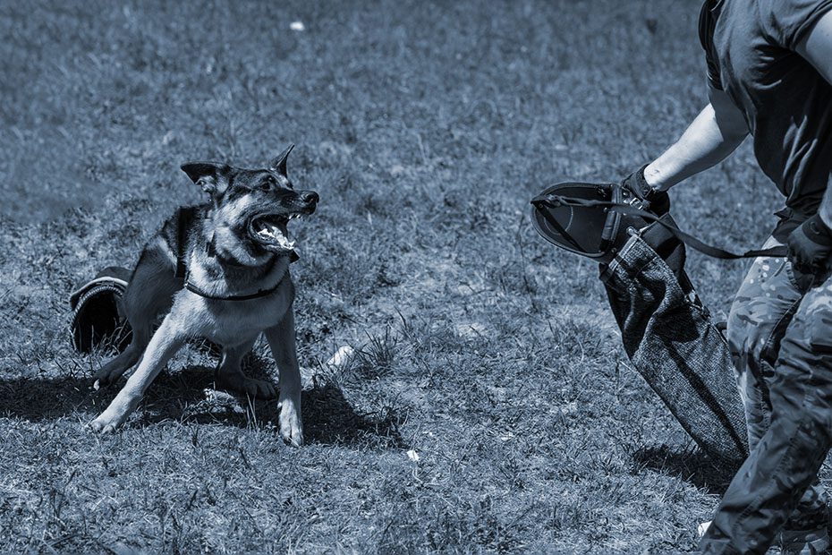 German shepherd attacking dog handler during training session