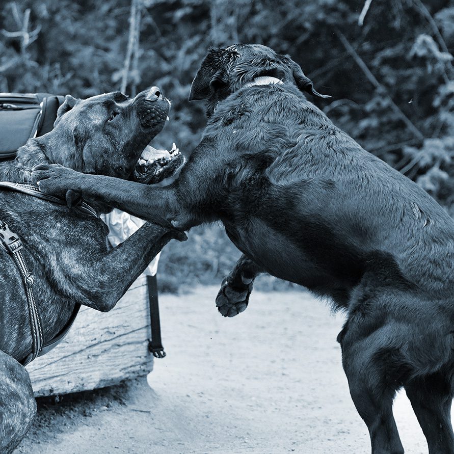 Two dogs play with each other