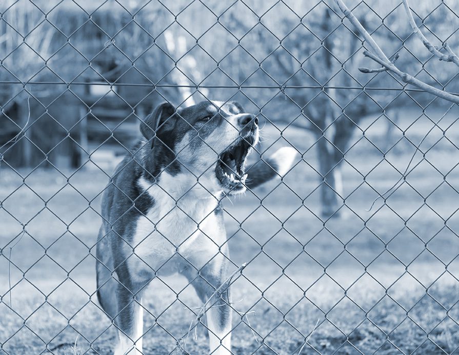 aggressive barking dog behind fence guarding garden