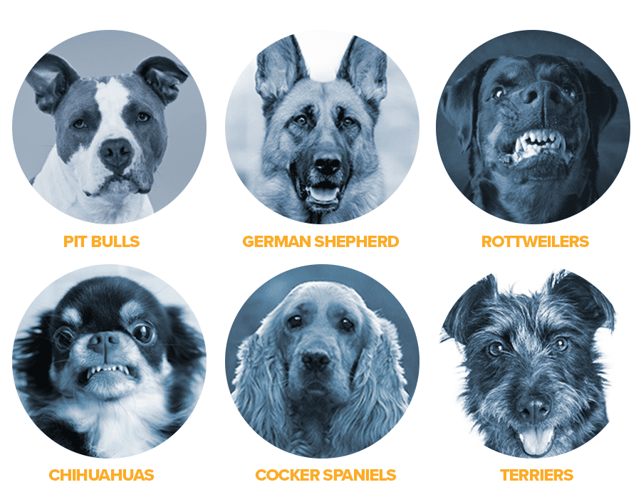 Dog Breeds that present high risk of biting 