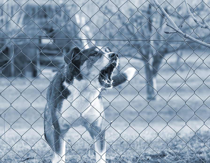 Dog barks from behind a fence. 