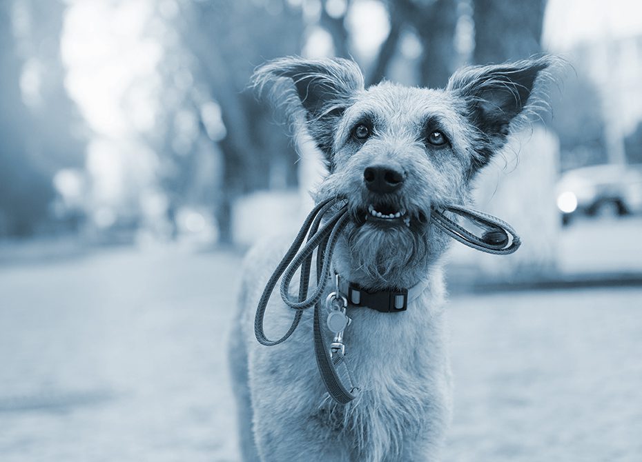 white dog holds leash with mouth wanting to go on a walk