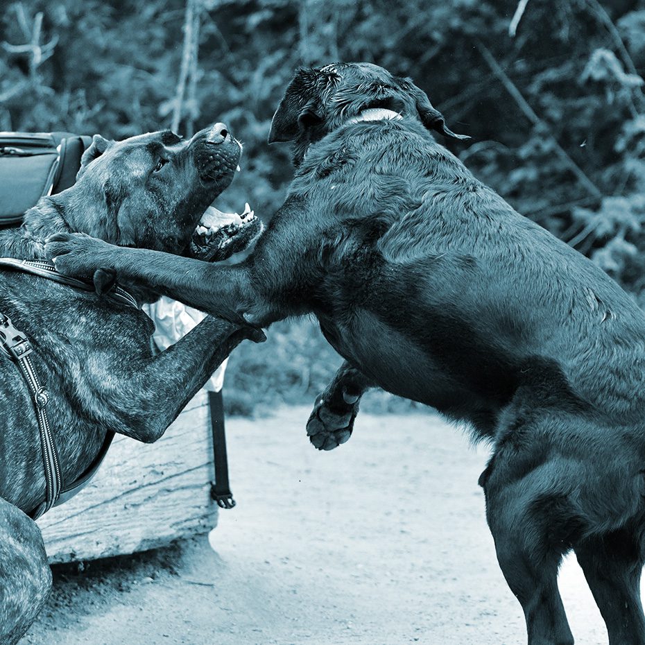 Two dogs play with each other at the dog park