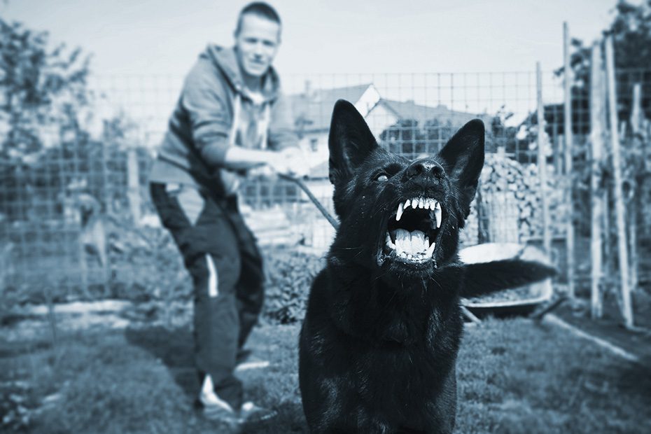 aggressive black dog is held back by owner on a leash.