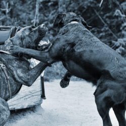 North Dakota Dog Bite Lawyer