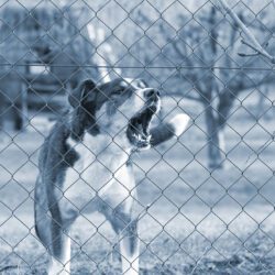 North Dakota Dog Bite Lawyer