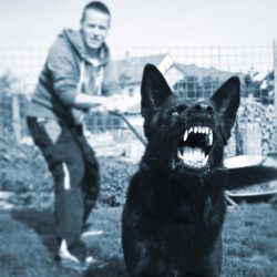 North Dakota Dog Bite Lawyer