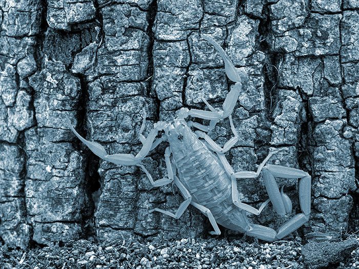 Most Dangerous Animals in Nevada