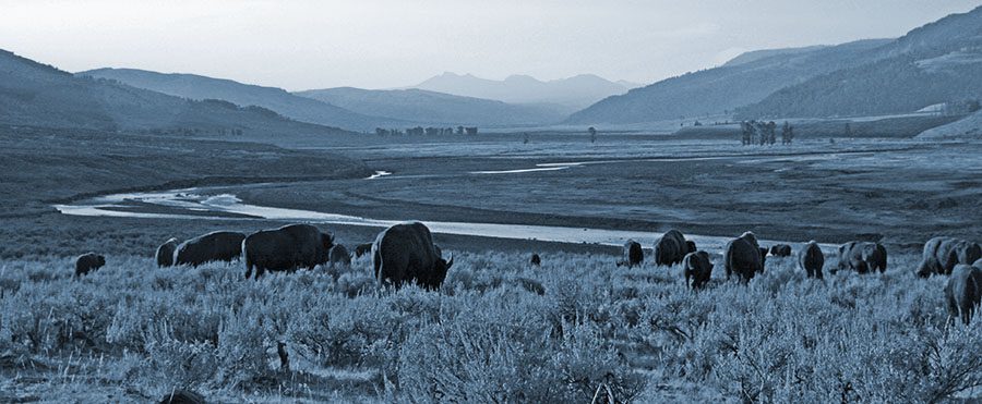 A herd of Bison overlooking a river valley.