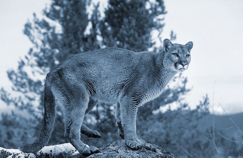 Mountain lion perched on a rock as it focuses 