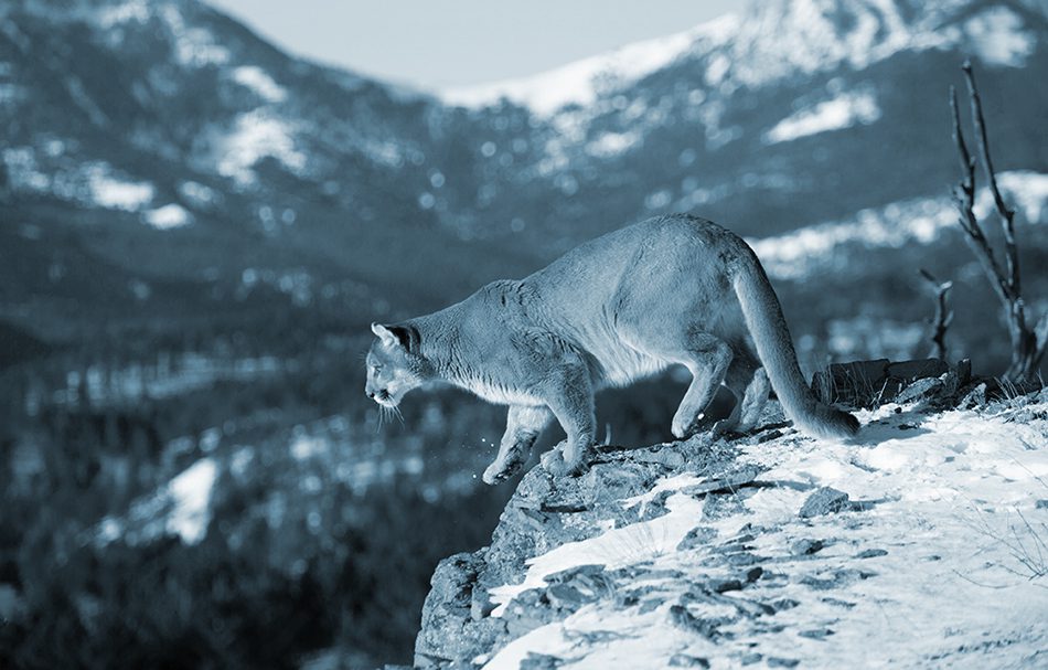 Mountain Lion prepares to jump off a rock face