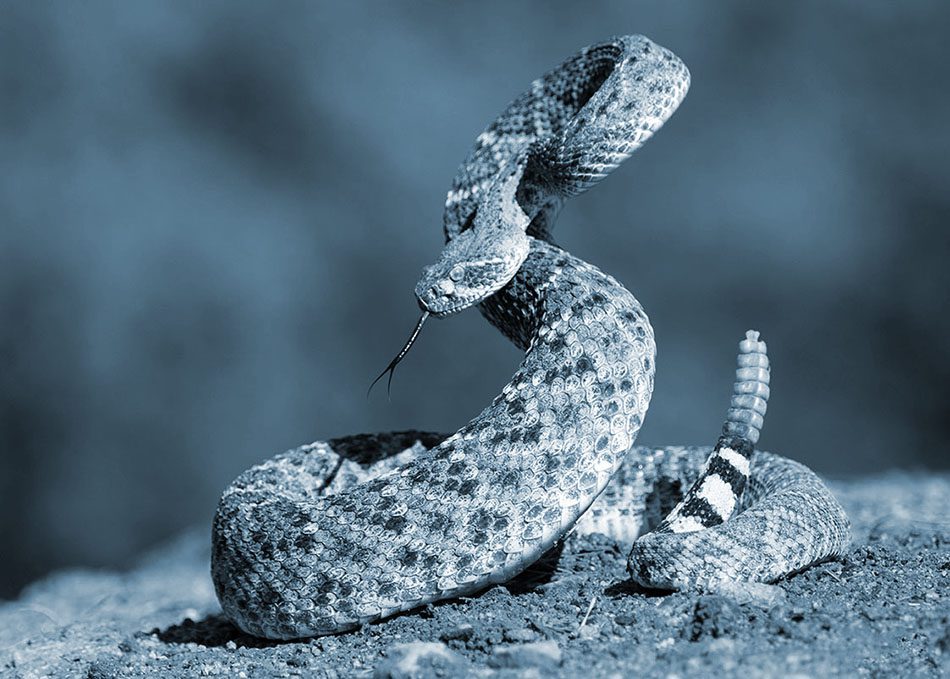 A rattlesnake in attack position