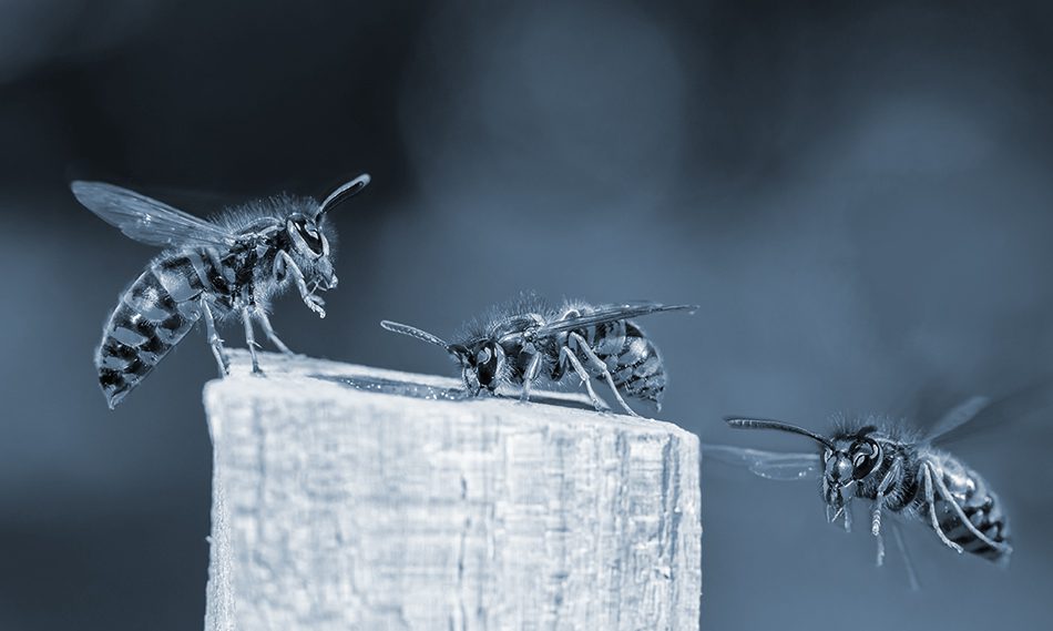 Wasps on a piece of wood 