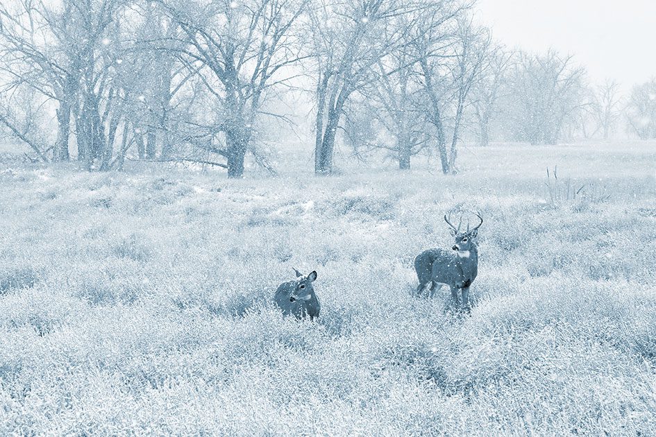 White-tailed deer in a meadow during a snow storm 