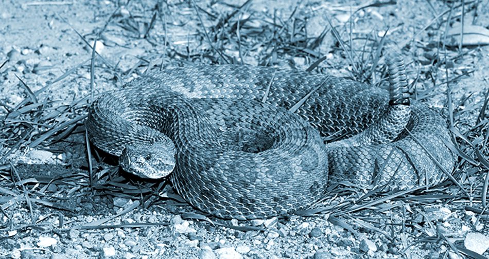 Prairie rattlesnake curls up and shakes its rattle to warn off predators 