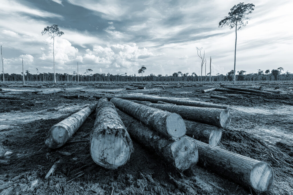 Downed logs in a destroyed area of the Amazon rainforest