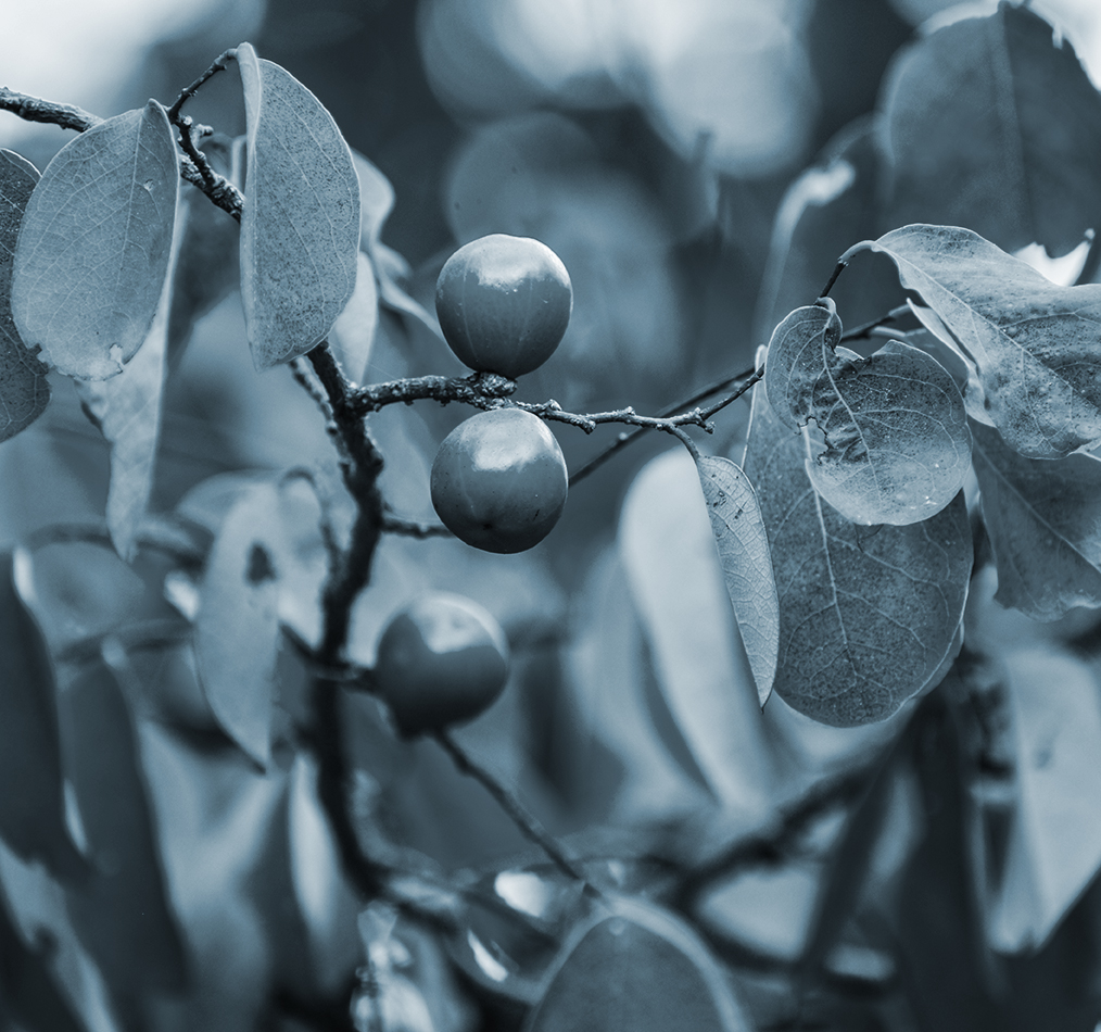 Poisonous berries 