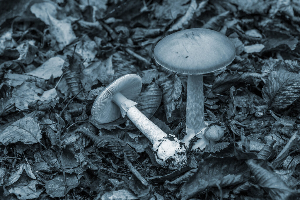 Amanita phalloides poisonous mushroom, commonly known as the death cap