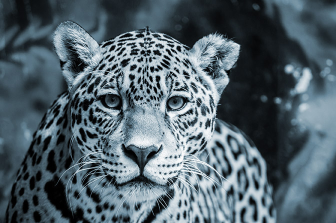 head on close up of a Jaguar 